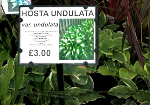 Bed card identifying Hosta Undulata