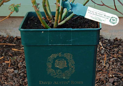 DAR Licensing Ratchet Tag on Potted Rose