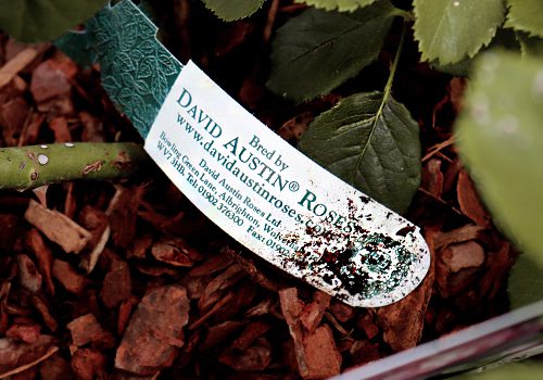 David Austin Roses bespoke loop lock label