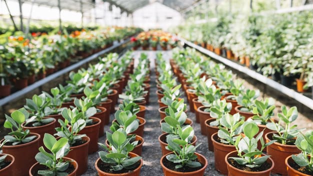 Horticulture Recyclability - What are the eco-friendly alternatives?